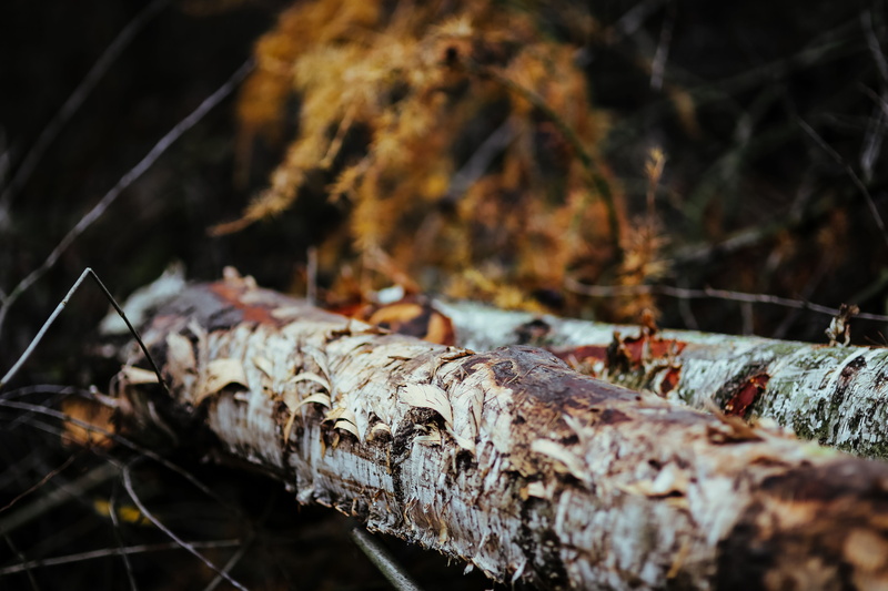 animal themes, selective focus, animals in the wild, animal wildlife, leaves, branch, tree Trunk, tree, day, wood, forest, walk, no people, bark, trees