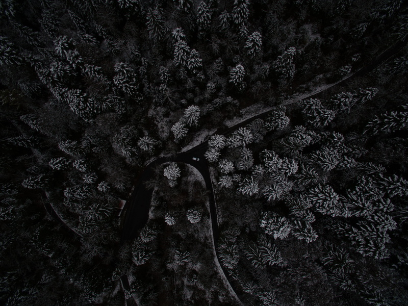 tree trunk, beauty in nature, Composing, pattern, scenics - nature, forest, no people, trunk, tree canopy, photography, woodland, land, drone view, trees