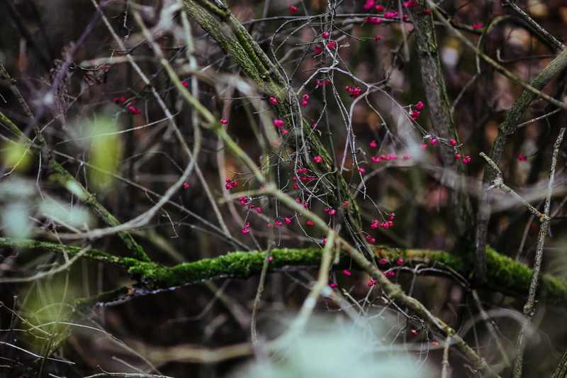 no people, freshness, walk in, selective focus, leaves, tranquility, tree, spider web, 4K, day, focus on foreground, outdoors, branch, nature, close-up