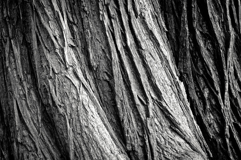 shades of brown, rough, nature, tribe, weathering, white, old, wood grain, weathered, structure, background, bark, forest, tree bark, pattern, plant, outdoors