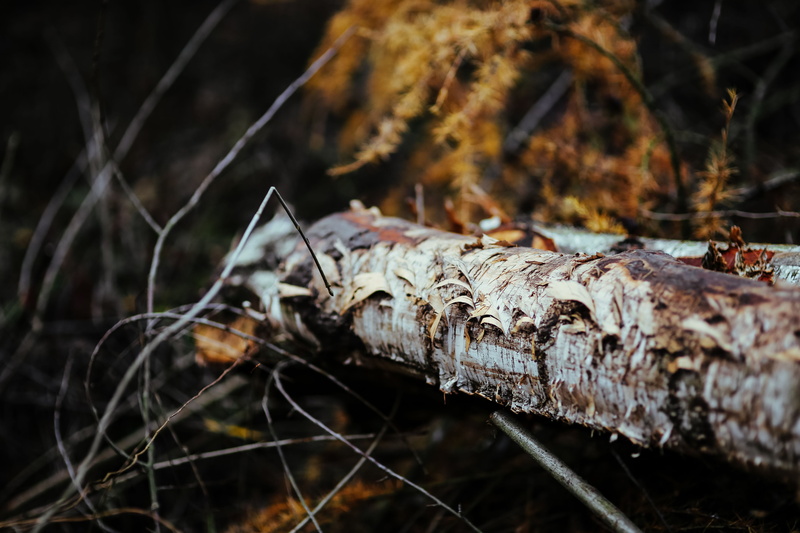 focus on foreground, day, branch, no People, close-up, damaged, autumn, trees, tree, rotting, trunk, woodland, log, wood - Material, outdoors, leaves, plants