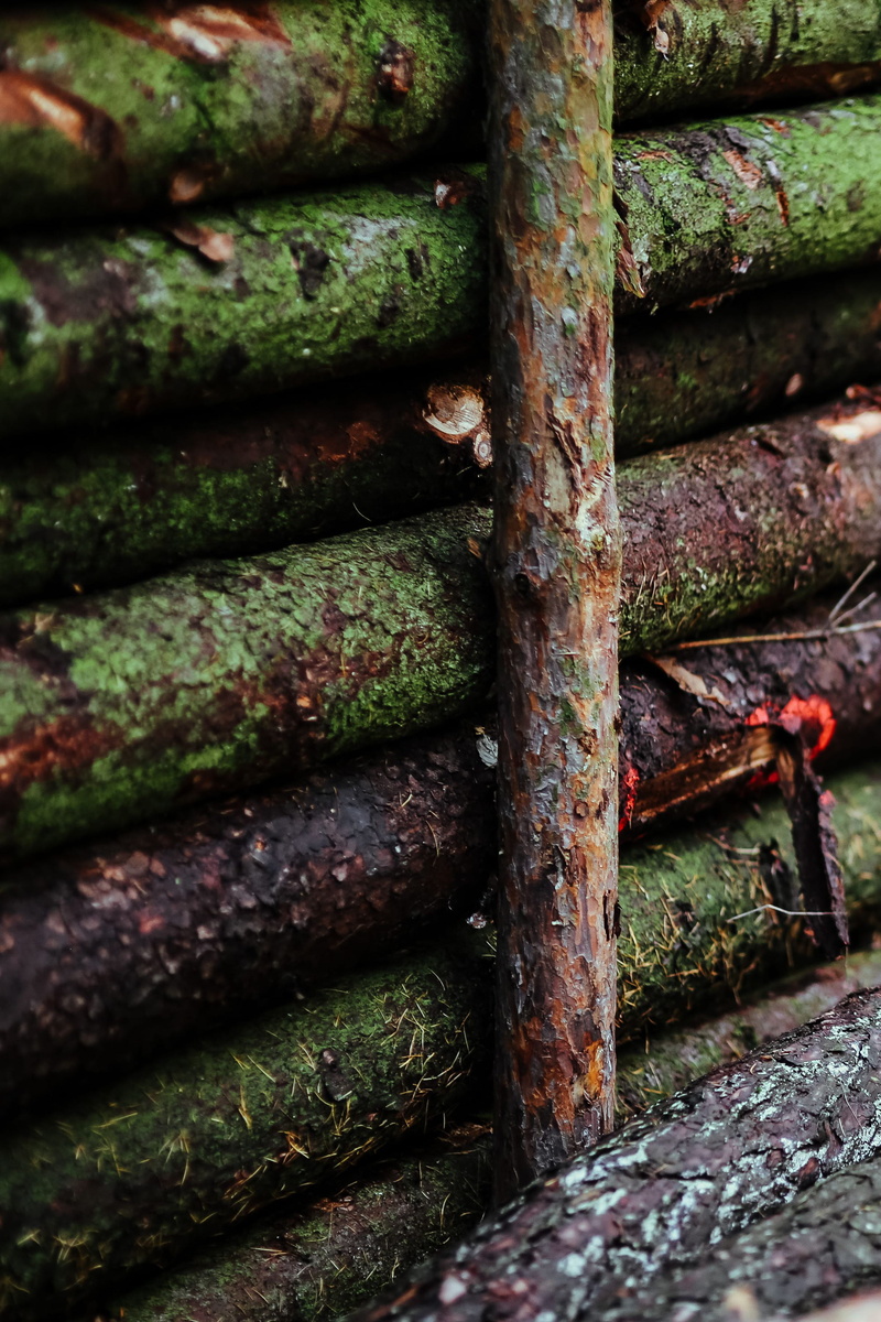 logs, autumn, decline, iron - Metal, leaves, plants, walk, stack, steel, still life, metal, run-down, branch, trees, day, green color, 2K, close-up, pattern