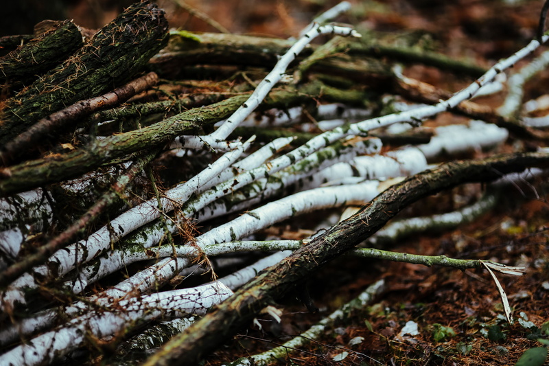 tranquility, plants, branch, no people, land, pine tree, winter, day, autumn, cold temperature, plant, fish, frozen, logs, beauty in nature, outdoors, walk in