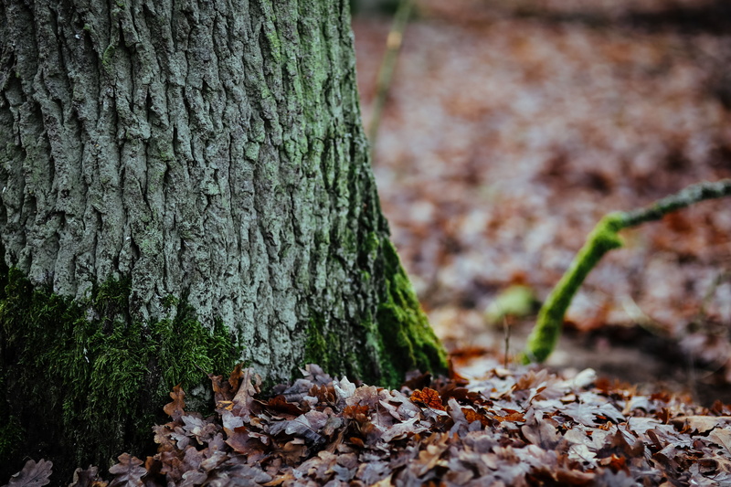 wood, plants, tranquility, focus on foreground, growth, trunk, branch, walk, green Color, bark, field, autumn, plant part, forest, logs, nature, tree trunk