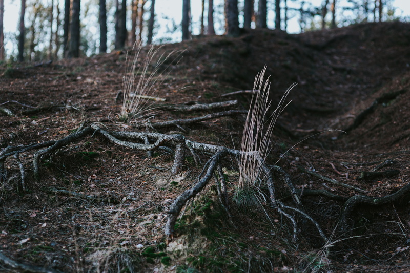 dirt, logs, branch, bark, plant, trees, walk, land, falling, outdoors, leaves, plants, tranquility, remote, day, walk in, no people, fallen tree, growth