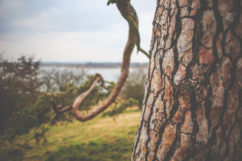 selective focus, conifers, day, lakeside, growth, focus on foreground, cold, plant bark, trunk, textured, land, nature, winter, forest, branch, tree, close