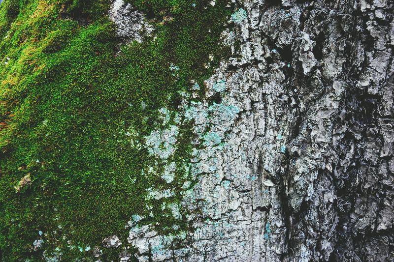 moss, branch, plant, outdoors, growth, shot, beauty in nature, abstract, trunk, green Color, tree bark, pattern, forest, textures, tree, tree canopy, full frame
