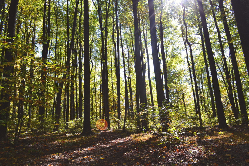 scenics, tranquil scene, trunk, autumn, leaf, growth, footpath, landscape, abundance, woodland, outdoors, green Color, land, day, low angle view, plant