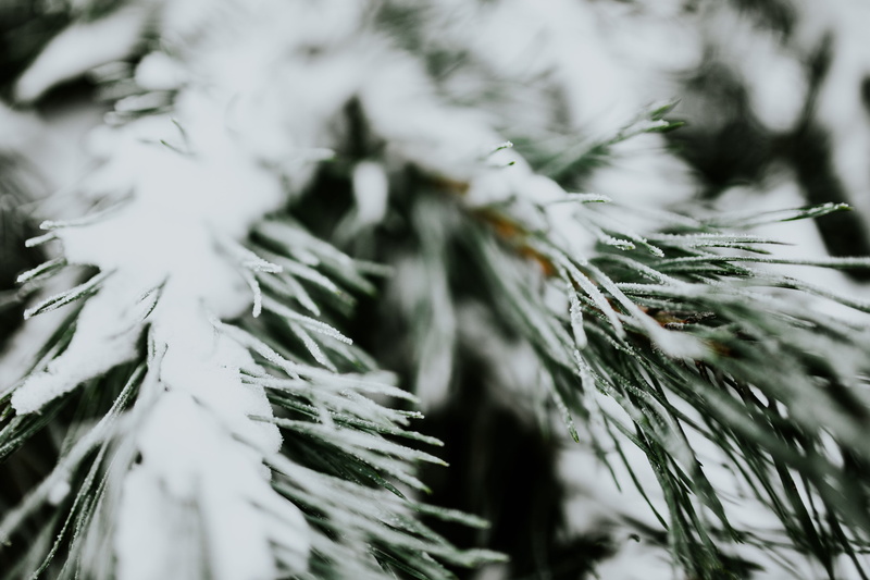day, winter, focus on foreground, macro, close-up, 5K, ups, tranquility, beauty in nature, outdoors, cold temperature, frozen, branch, season, nature
