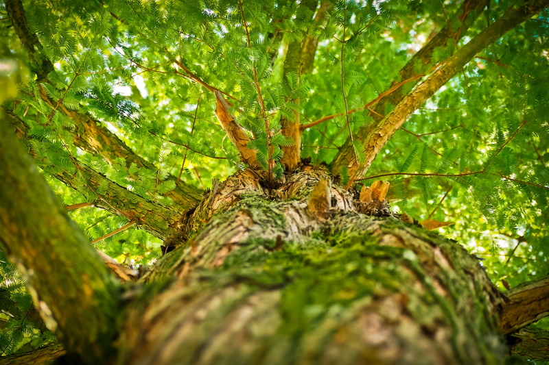 aesthetic, no people, high, bark, sunlight, branch, outdoors, green color, landscape, insect, branches, close-up, nature, rainforest, green, animal, forest