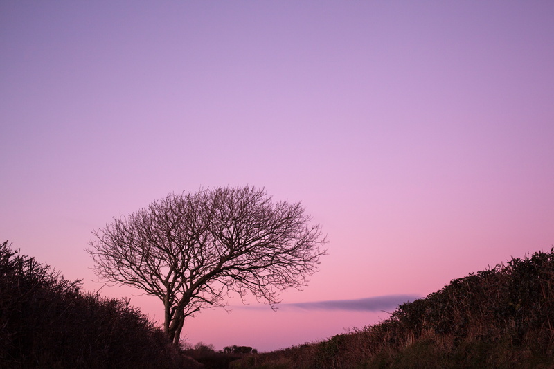 5K, long exposure, bare, mark 2, silhouette, outdoors, gower peninsula, nature, dead tree, Coast, beauty, canon, sunset  Tree, swansea, photography, postcard