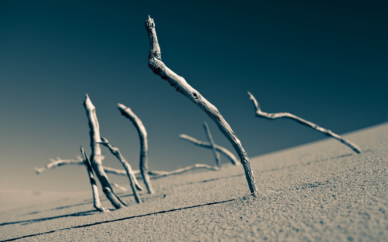 sky, beach, no people, dead plant, beauty in nature, tranquility, sunlight, environment, tranquil scene, remote, scenics - nature, arid climate, plant