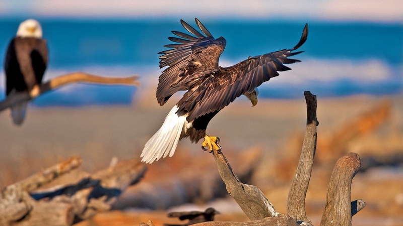 water, no people, flapping, day, animal themes, birds, group of animals, animal, eagle, animal wing, focus on foreground, dead trees, sea, bird of prey