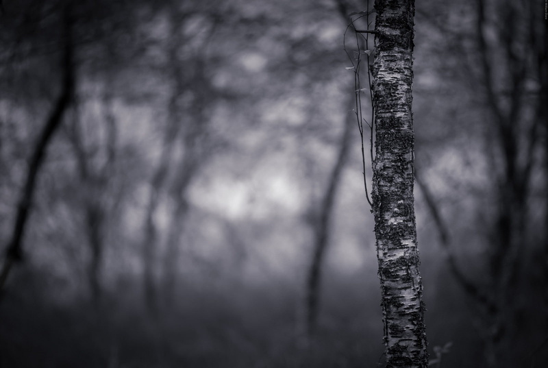forest, trees, selective focus, woodland, macro, dead, tree trunk, land, coniferous tree, trunk, branch, ghost, tranquility, 720P, non-urban scene, no people
