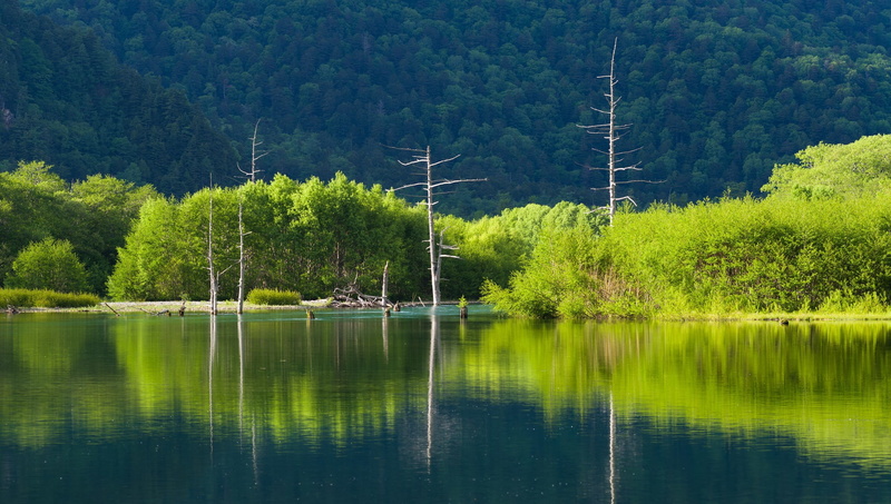 dead trees, lake, landscape, green, 1080P, reflection