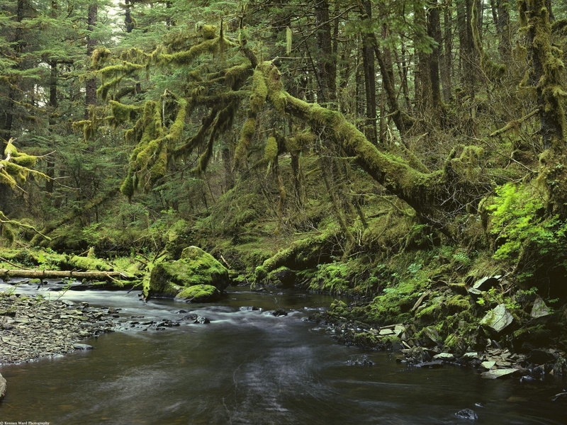 creeks, 720P, landscape, rocks, dead trees, moss, forest