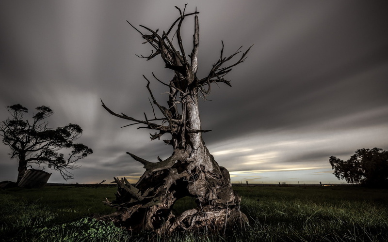 clouds, 1080P, evening, dead trees, long exposure, nature, landscape, field, grass, trees