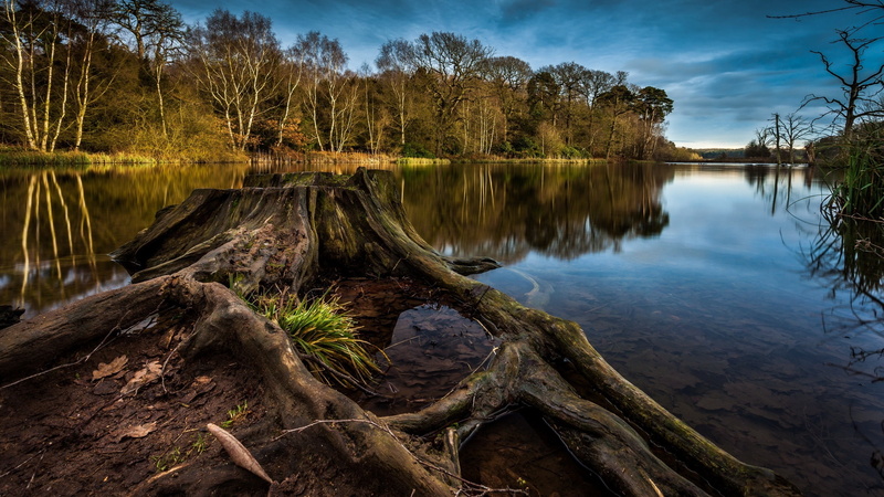 2K, dead, Stump, Trees, Lake, cut, tree