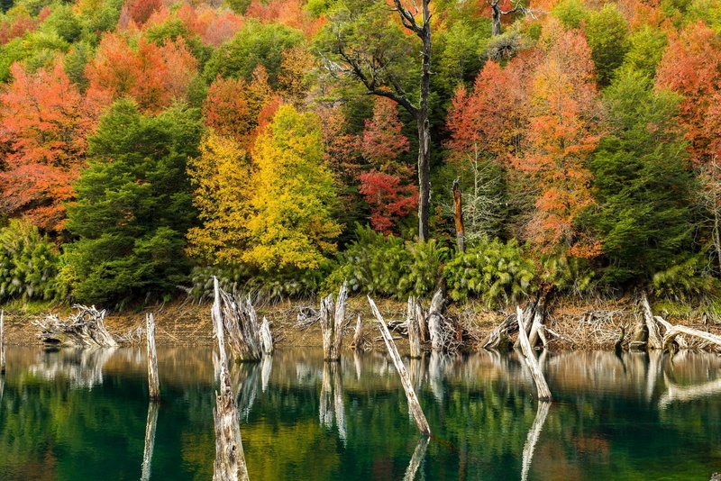 dead trees, land, trees, 1080P, growth, waterfront, Chile, shrubs, reflection, water, outdoors, autumn, forest, nature, tranquil scene, plant, non-urban scene