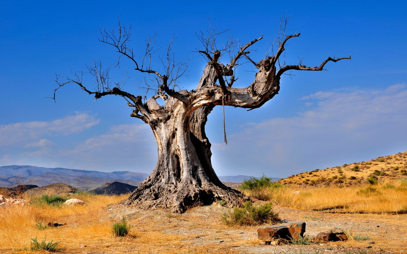 dead plant, 2K, nature, semi-arid, no People, landscape, arid Climate, desert, land, dead, non-urban scene, africa, sky, trunk, mountain, day, acacia Tree