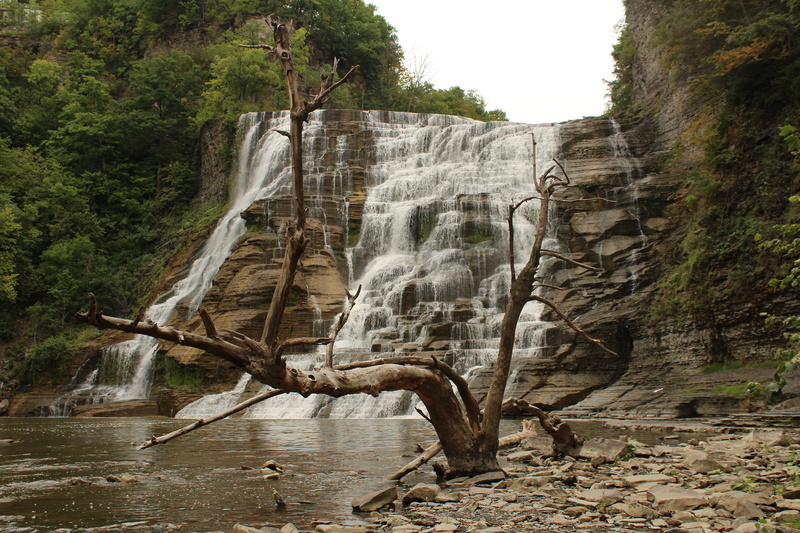 water, wood, flowing, nature, formation, dead trees, waterfall, forest, day, flowing water, solid, motion, dead plant, rock - object, growth, rock, beauty in nature
