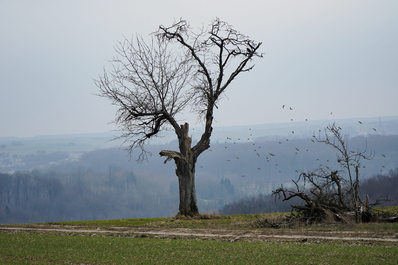 old, environment, day, landscape, tree, plant, tranquility, dead plant, bare tree, scenics - nature, sad, 5K, tree trunk, field, branch, no people, trunk