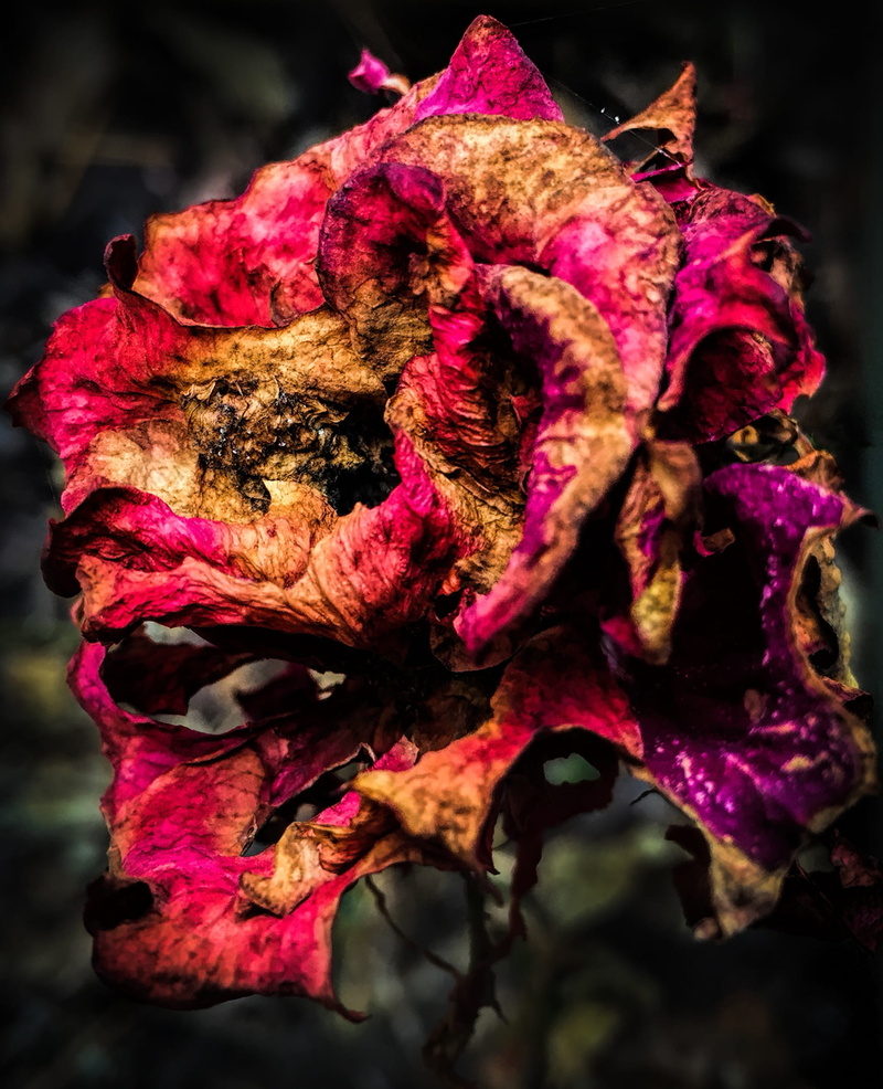 day, red, dead, no people, rose, dry, freshness, flowering plant, focus on foreground, natural condition, growth, vulnerability, blossom, nature, close-up