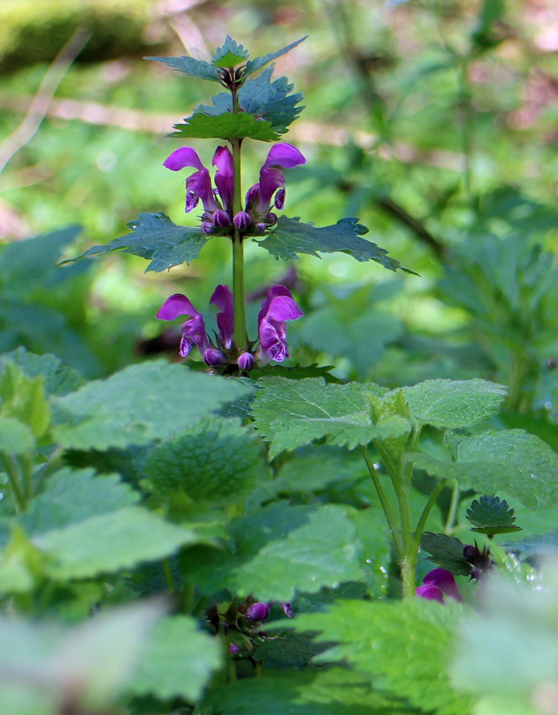 green color, nature, pink color, petal, day, beauty in nature, family, plant part, flower head, violet, plant, nettle, fragility, no people, flowering plant
