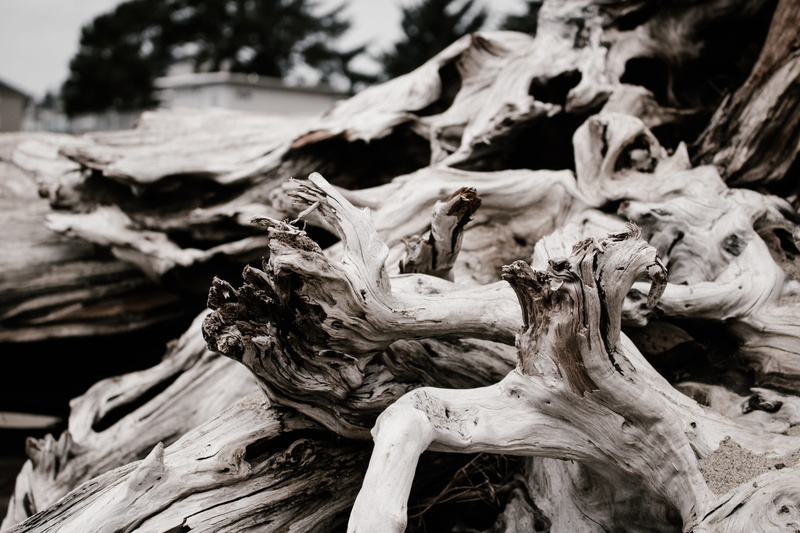 wood, black and white, dark, bleached, 5K, dry, branch, backgrounds, detail, photography, beige, close up, contrast, faded, desaturated, dead Plant, forest