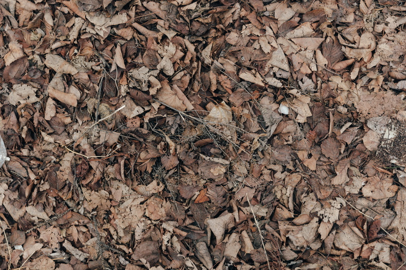 natural condition, leaves, dry leaf, day, ground, background, plant, wooden, directly above, fall, falling, space, tree, full frame, backgrounds, design