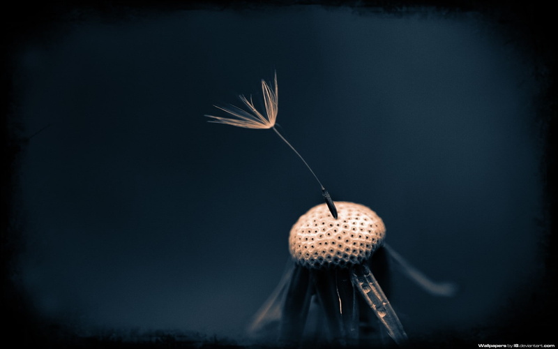 macro, 720P, flowers, dark background, dandelion, selective coloring