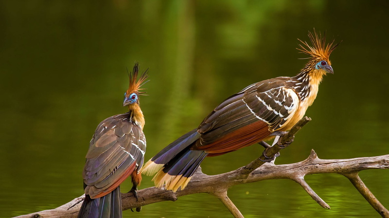 two, Bing, beauty in nature, animal wildlife, animal, branch, animals, outdoors, day, close-up, focus on foreground, brown, black, 2017 (Year), wood - material