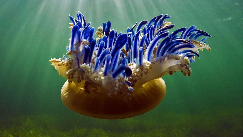 animals in the wild, marine, sea life, underwater, jellyfish, undersea, outdoors, 1080P, one animal, water, animals, invertebrate, fish, close-up, 2017 (Year)