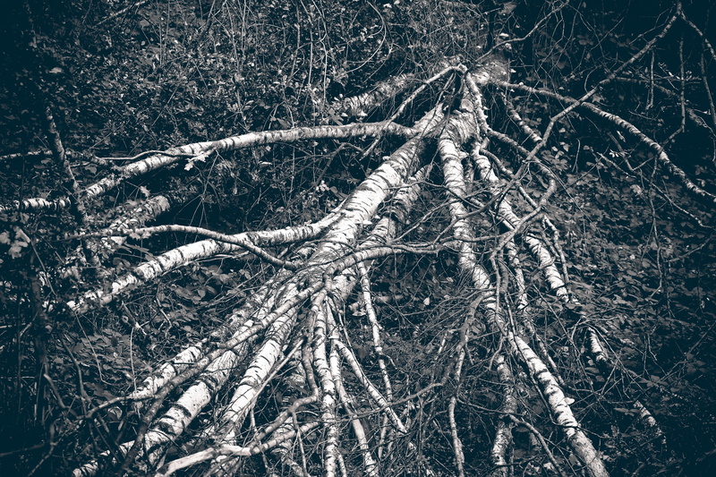 trunk, branch, creepy, birch branches, threatening, branches, died, canceled, 4K, autumn, old, tree, winter, woodland, dead plant, black And White, trees