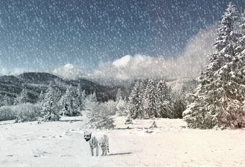 landscape, snowflakes, scenics - nature, snow, tree, white, snowing, cat, outdoors, 1080P, wild animal, fantasy, day, trees, snowcapped mountain, snow landscape