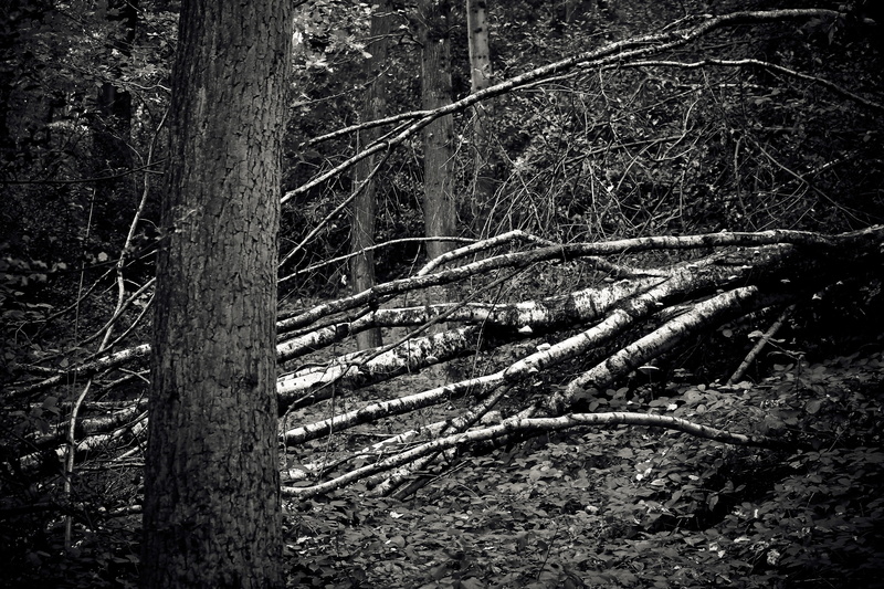 died, contrast, leaves, aesthetic, birch branches, dark, day, black and white, nature, old tree, trees, decay, tree trunk, birch, creepy, branch, threatening