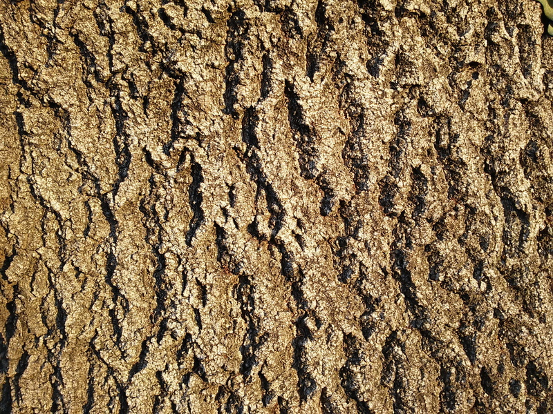 no People, arid Climate, trunk, land, rough, rauh, sunlight, outdoors, tree, tree trunk, animal themes, ash bark, Net, day, nature, desert, texture, full frame