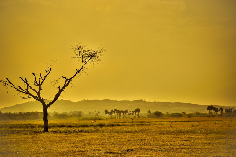 travel, summer, grass, tree, black, natural, sun, africa, climate, arid, no people, semi-arid, outdoors, brown, heat, dirt, earth, agriculture, field, weather