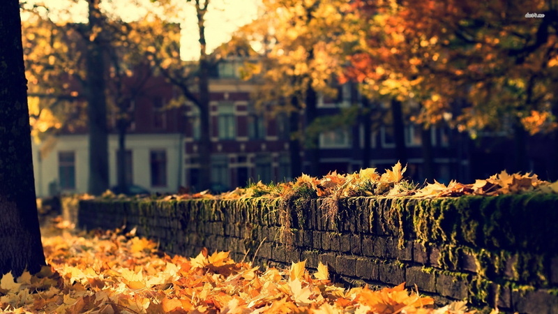 building, plant, forest, autumn, orange Color, multi Colored, nature, park, urban Scene, fall, landscape, red, gold Colored, season, footpath, day, bright