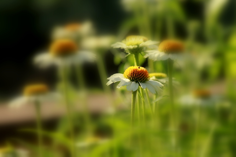 green Color, photography, Fading, white, selective focus, plant, outdoors, focus, beauty, 4K, summer, SoftFocus, meadow, close-up, daisy, flower, nature