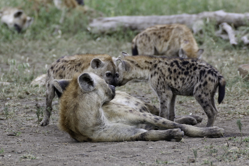 scavenger, animal family, animal wildlife, animals in the wild, animal themes, togetherness, young animal, 5K, field, three animals, no people, animal