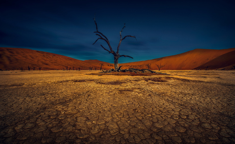 nature, sky, scenics - nature, arid climate, remote, tranquil scene, outdoors, non-urban scene, desert, environment, branch, 4K, beauty in nature, no people