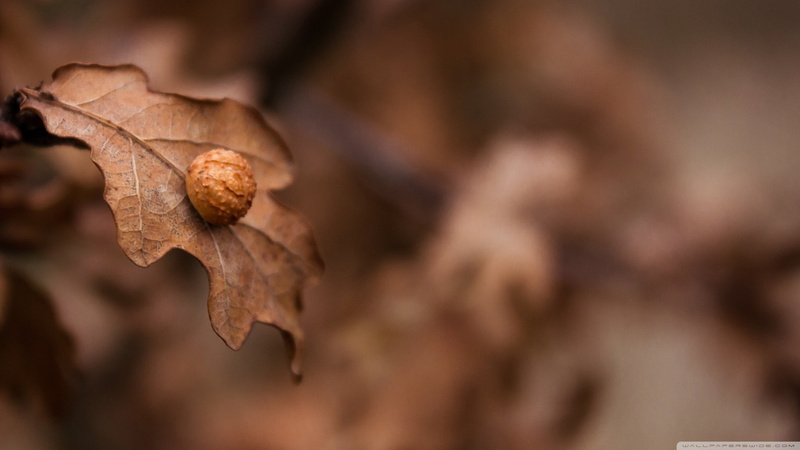 beauty in nature, season, plant, coniferous tree, change, forest, insect, leaf, branch, tree, close-up, dry, autumn, winter, focus on foreground, plant part