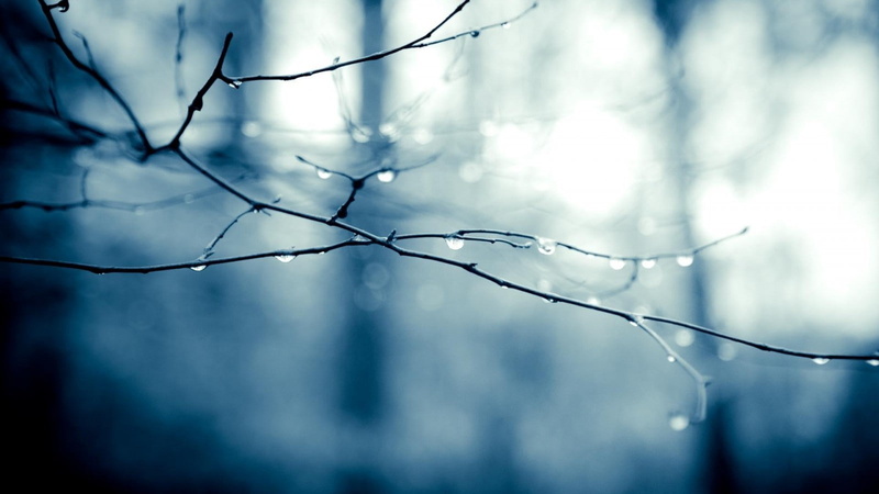 tranquility, close-up, branch, 720P, bokeh, day, nature, selective focus, wet, focus on foreground, raindrop, twigs, dew, tree, no people, outdoors, fragility