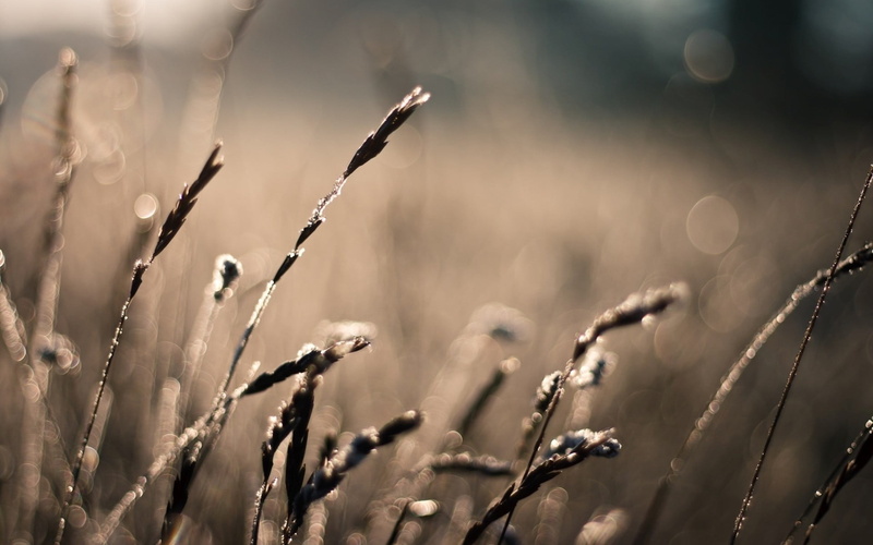macro, nature, autumn, frozen, fall, abstract, winter, close-up, focus, weather, plant stem, color Image, land, light - Natural Phenomenon, day, photography