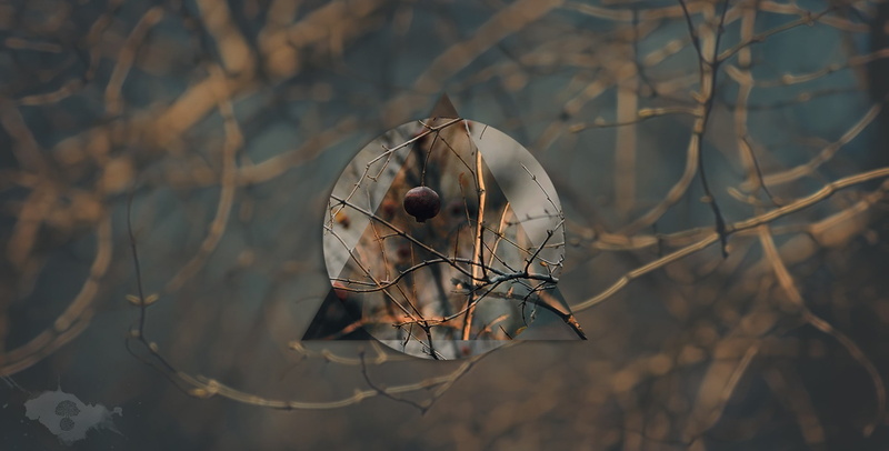 focus on foreground, animals in the wild, no people, perching, twig, close-up, animal, twigs, animal themes, plant, wilted plant, one animal, 1080P, branch