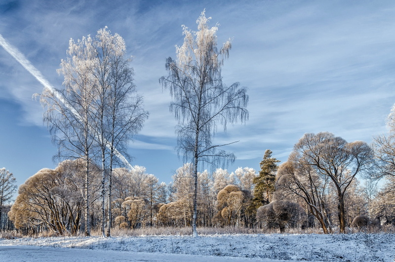 nature, field, contrails, non-urban scene, land, dead plant, cold temperature, snow, cloud - sky, scenics - nature, sky, tranquility, tranquil scene, isolated