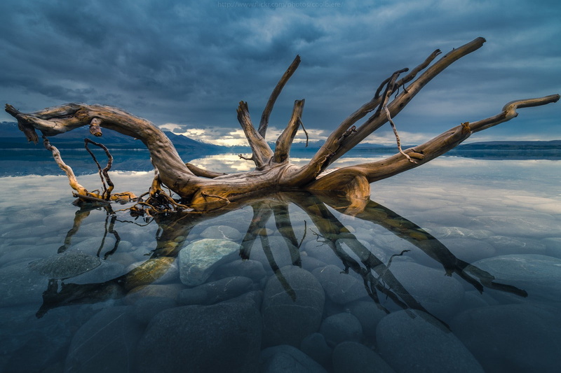 photography, non-urban scene, driftwood, sky, beauty in nature, dead plant, tranquil scene, antler, water, plant, cloud - sky, 720P, nature, day, outdoors