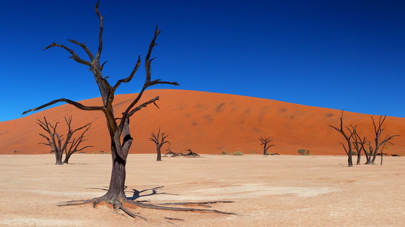 desert, outdoors, sky, climate, blue, no people, branch, tree trunk, bare tree, landscape, 1080P, nature, arid climate, trunk, scenics - nature, dead plant