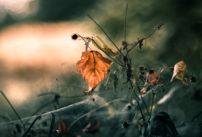 beauty in nature, fragility, nature, leaves, outdoors, vulnerability, no people, close-up, growth, plant part, tranquility, change, dry, orange color, selective focus
